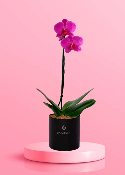 Orquídea Lila