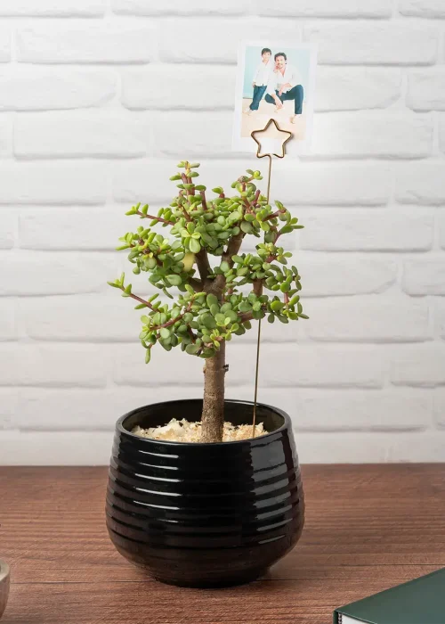 arbol-de-la-abundancia-con-foto