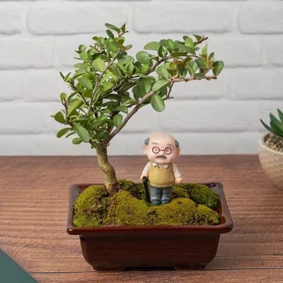 planta-bonsai-para-abuelito