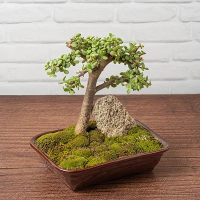 pre-bonsai-equilibrio